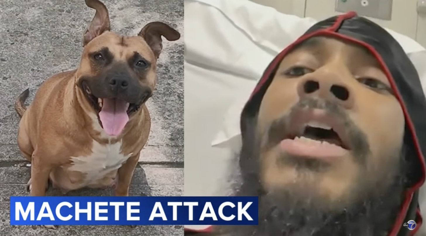 Victim and dog attacked by man wielding machete weapon